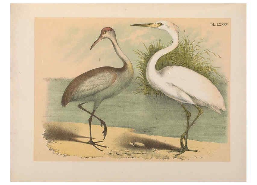 Reproducción/Reproduction 6022153465: The birds of North America New York :Published under the auspices of the Natural Science Association of America,1903