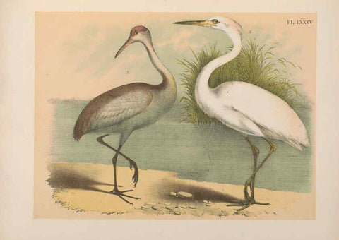 Reproducción/Reproduction 6022153465: The birds of North America New York :Published under the auspices of the Natural Science Association of America,1903