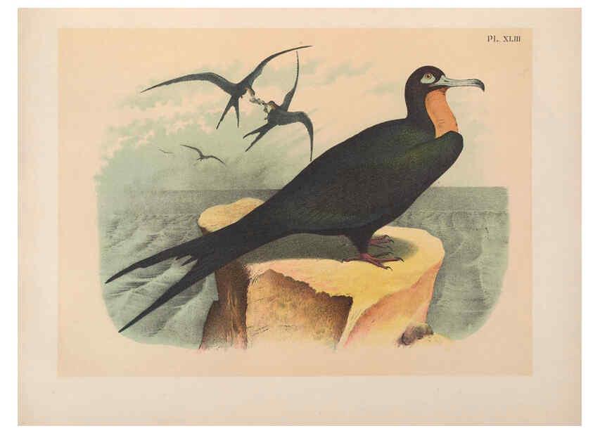 Reproducción/Reproduction 6022138053: The birds of North America New York :Published under the auspices of the Natural Science Association of America,1903