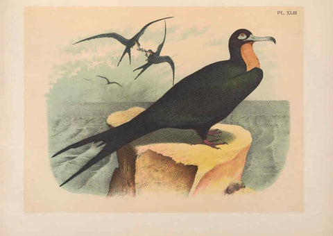 Reproducción/Reproduction 6022138053: The birds of North America New York :Published under the auspices of the Natural Science Association of America,1903