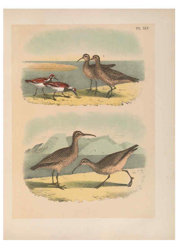 Reproducción/Reproduction 6022138881: The birds of North America New York :Published under the auspices of the Natural Science Association of America,1903