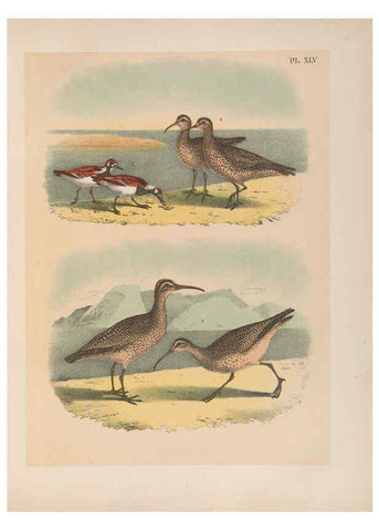 Reproducción/Reproduction 6022138881: The birds of North America New York :Published under the auspices of the Natural Science Association of America,1903