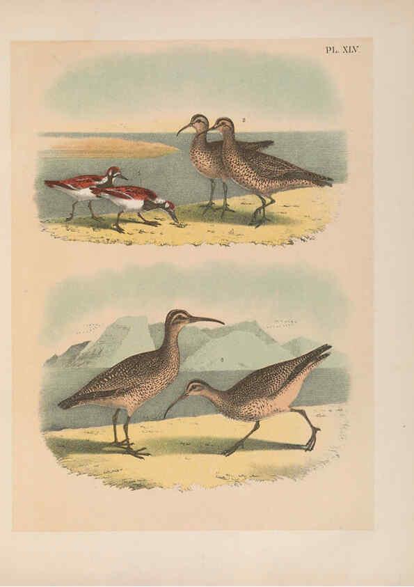 Reproducción/Reproduction 6022138881: The birds of North America New York :Published under the auspices of the Natural Science Association of America,1903