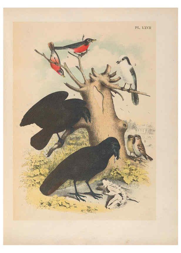 Reproducción/Reproduction 6022147047: The birds of North America New York :Published under the auspices of the Natural Science Association of America,1903