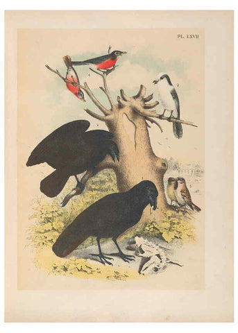 Reproducción/Reproduction 6022147047: The birds of North America New York :Published under the auspices of the Natural Science Association of America,1903