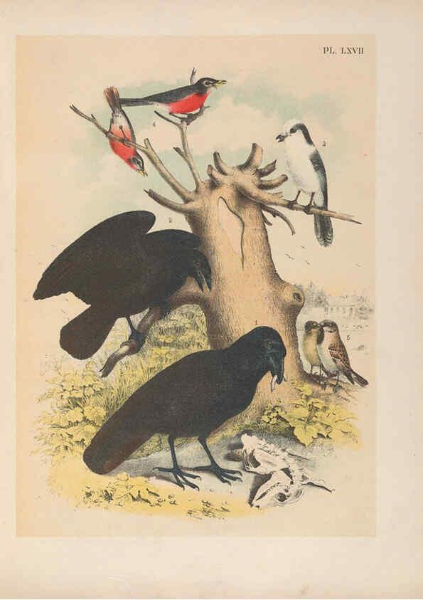 Reproducción/Reproduction 6022147047: The birds of North America New York :Published under the auspices of the Natural Science Association of America,1903