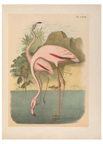Reproducción/Reproduction 6022147423: The birds of North America New York :Published under the auspices of the Natural Science Association of America,1903