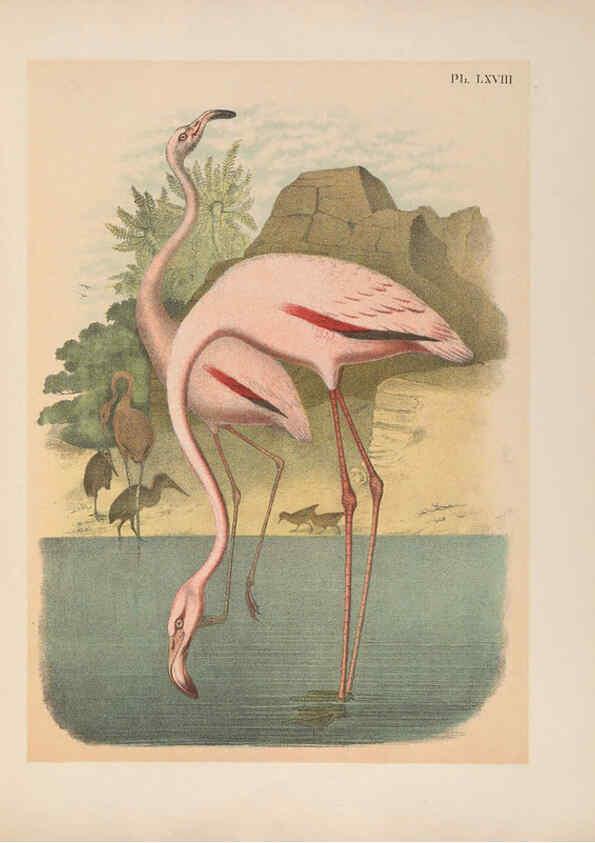 Reproducción/Reproduction 6022147423: The birds of North America New York :Published under the auspices of the Natural Science Association of America,1903