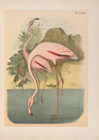 Reproducción/Reproduction 6022147423: The birds of North America New York :Published under the auspices of the Natural Science Association of America,1903