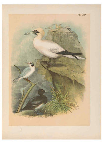 Reproducción/Reproduction 6022147787: The birds of North America New York :Published under the auspices of the Natural Science Association of America,1903