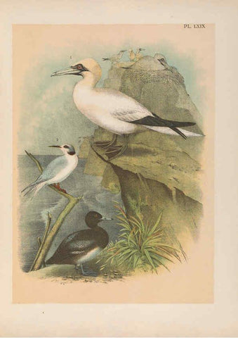 Reproducción/Reproduction 6022147787: The birds of North America New York :Published under the auspices of the Natural Science Association of America,1903