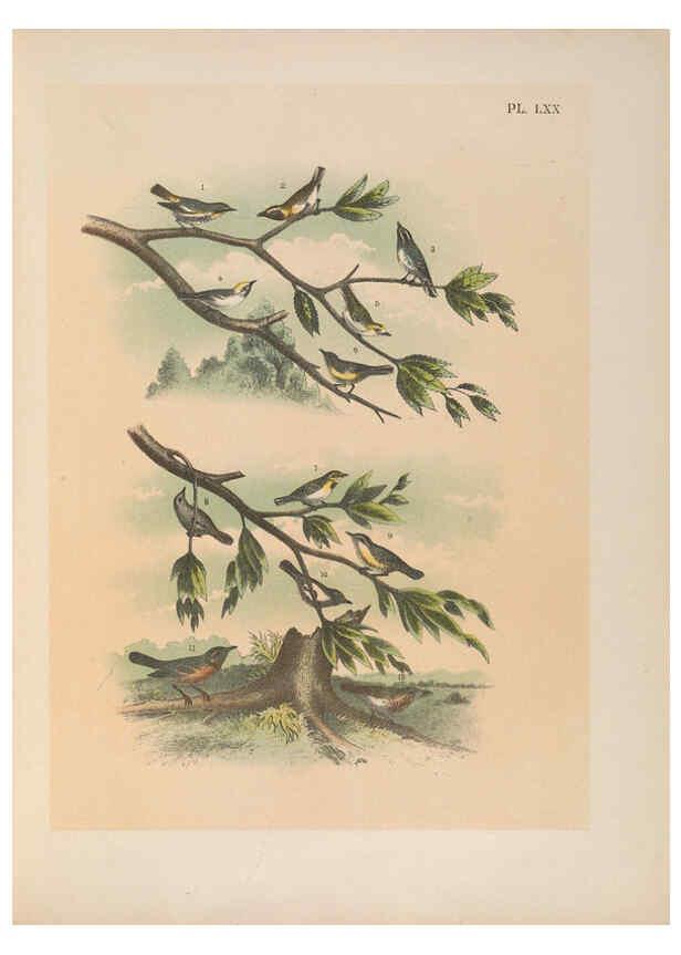 Reproducción/Reproduction 6022148447: The birds of North America New York :Published under the auspices of the Natural Science Association of America,1903
