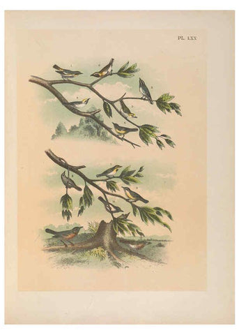 Reproducción/Reproduction 6022148447: The birds of North America New York :Published under the auspices of the Natural Science Association of America,1903