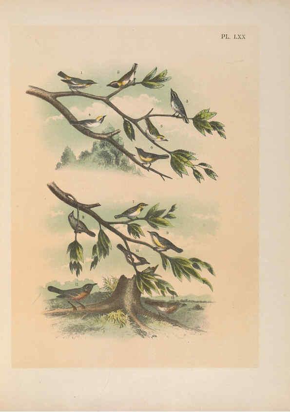 Reproducción/Reproduction 6022148447: The birds of North America New York :Published under the auspices of the Natural Science Association of America,1903