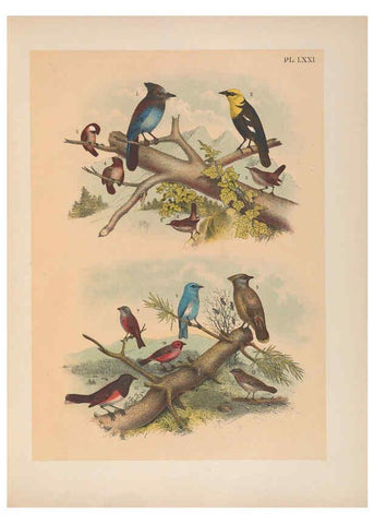 Reproducción/Reproduction 6022705716: The birds of North America New York :Published under the auspices of the Natural Science Association of America,1903