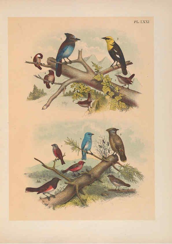 Reproducción/Reproduction 6022705716: The birds of North America New York :Published under the auspices of the Natural Science Association of America,1903