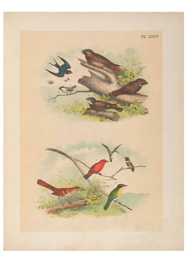 Reproducción/Reproduction 6022706170: The birds of North America New York :Published under the auspices of the Natural Science Association of America,1903