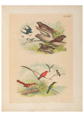 Reproducción/Reproduction 6022706170: The birds of North America New York :Published under the auspices of the Natural Science Association of America,1903