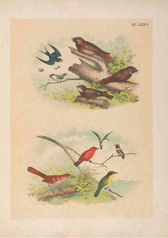 Reproducción/Reproduction 6022706170: The birds of North America New York :Published under the auspices of the Natural Science Association of America,1903