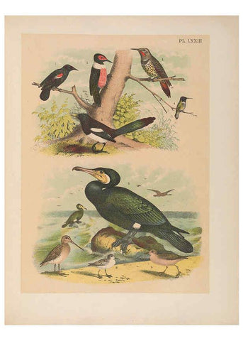 Reproducción/Reproduction 6022149431: The birds of North America New York :Published under the auspices of the Natural Science Association of America,1903