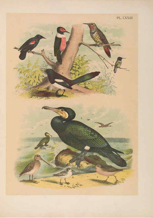 Reproducción/Reproduction 6022149431: The birds of North America New York :Published under the auspices of the Natural Science Association of America,1903