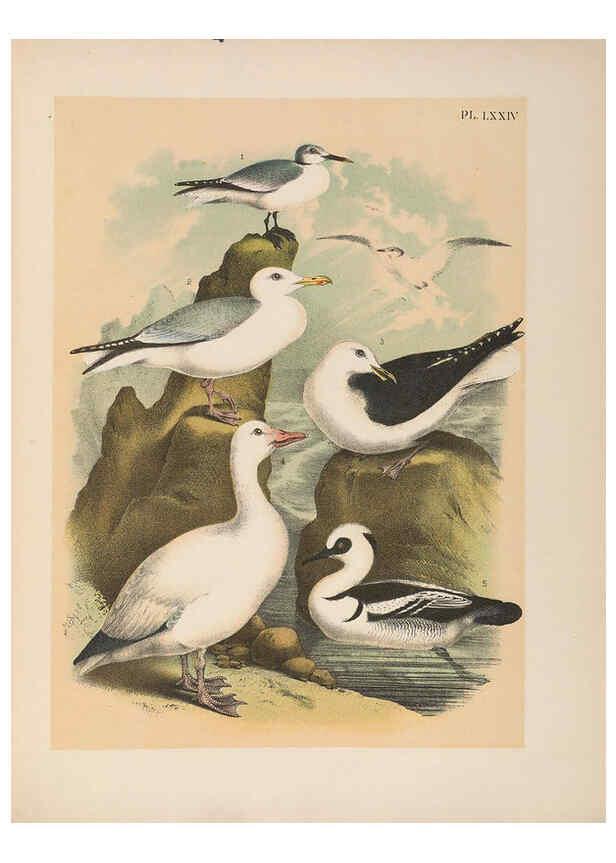 Reproducción/Reproduction 6022707018: The birds of North America New York :Published under the auspices of the Natural Science Association of America,1903
