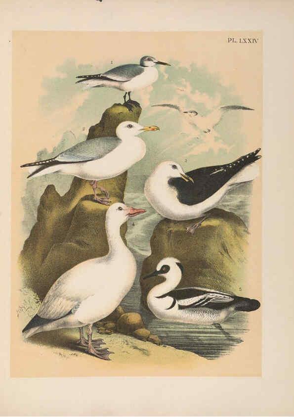 Reproducción/Reproduction 6022707018: The birds of North America New York :Published under the auspices of the Natural Science Association of America,1903