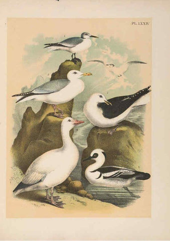 Reproducción/Reproduction 6022707018: The birds of North America New York :Published under the auspices of the Natural Science Association of America,1903