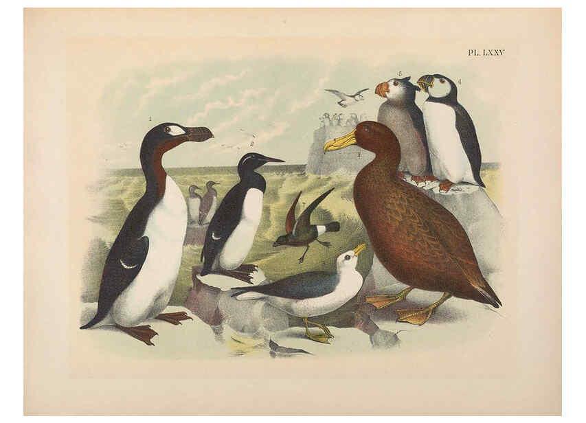 Reproducción/Reproduction 6022707404: The birds of North America New York :Published under the auspices of the Natural Science Association of America,1903