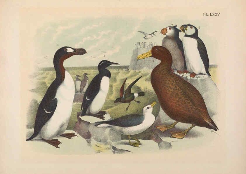 Reproducción/Reproduction 6022707404: The birds of North America New York :Published under the auspices of the Natural Science Association of America,1903