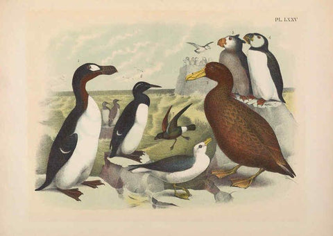 Reproducción/Reproduction 6022707404: The birds of North America New York :Published under the auspices of the Natural Science Association of America,1903