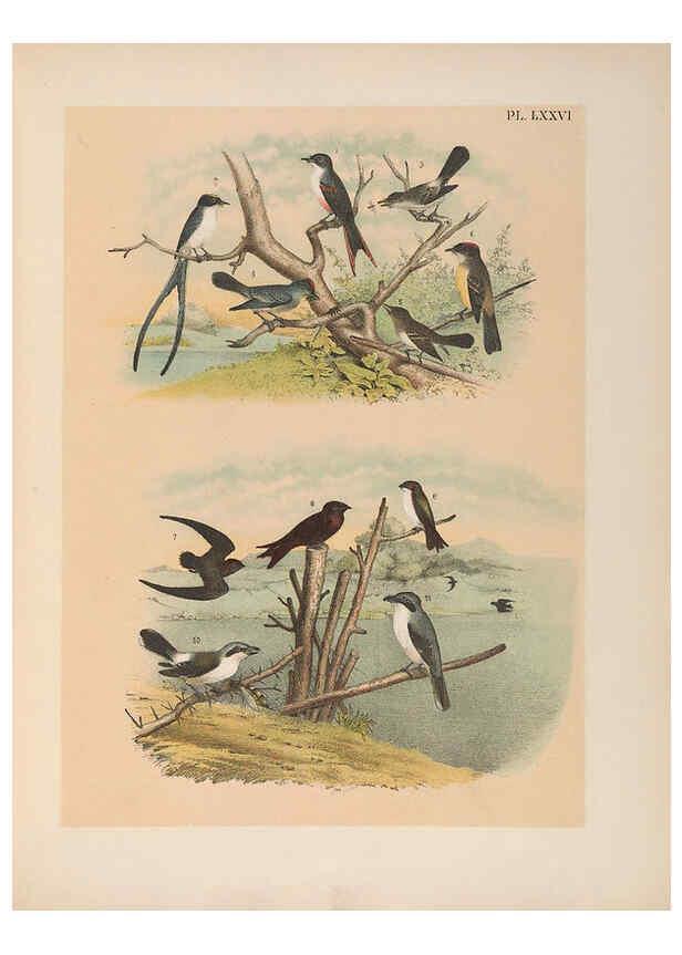 Reproducción/Reproduction 6022707648: The birds of North America New York :Published under the auspices of the Natural Science Association of America,1903