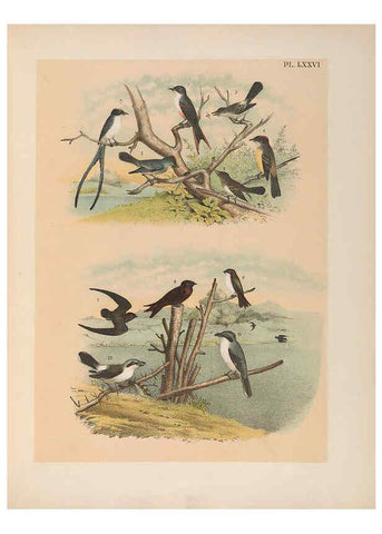 Reproducción/Reproduction 6022707648: The birds of North America New York :Published under the auspices of the Natural Science Association of America,1903
