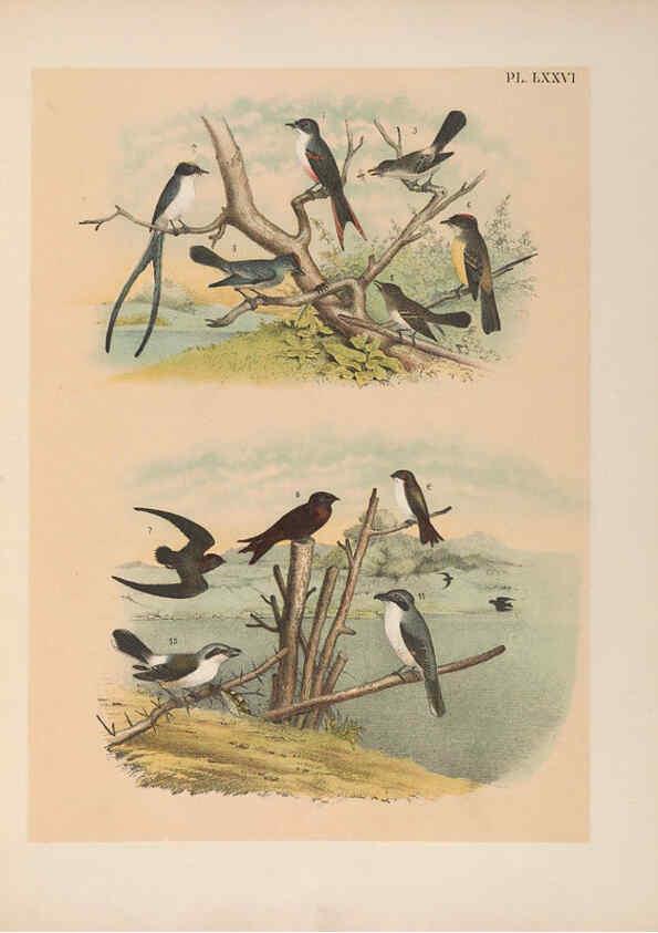 Reproducción/Reproduction 6022707648: The birds of North America New York :Published under the auspices of the Natural Science Association of America,1903