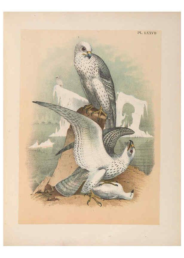 Reproducción/Reproduction 6022150851: The birds of North America New York :Published under the auspices of the Natural Science Association of America,1903