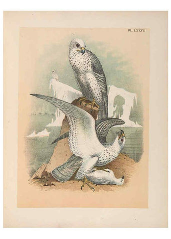Reproducción/Reproduction 6022150851: The birds of North America New York :Published under the auspices of the Natural Science Association of America,1903