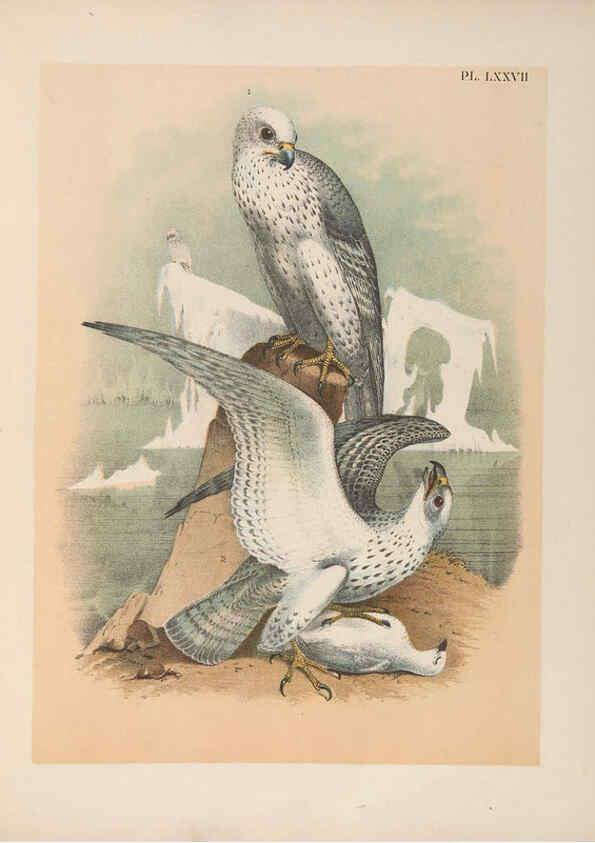 Reproducción/Reproduction 6022150851: The birds of North America New York :Published under the auspices of the Natural Science Association of America,1903
