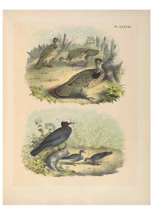 Reproducción/Reproduction 6022708188: The birds of North America New York :Published under the auspices of the Natural Science Association of America,1903