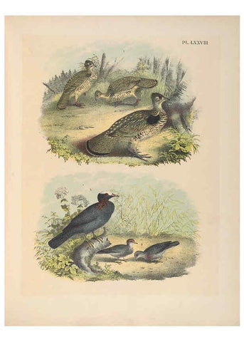Reproducción/Reproduction 6022708188: The birds of North America New York :Published under the auspices of the Natural Science Association of America,1903