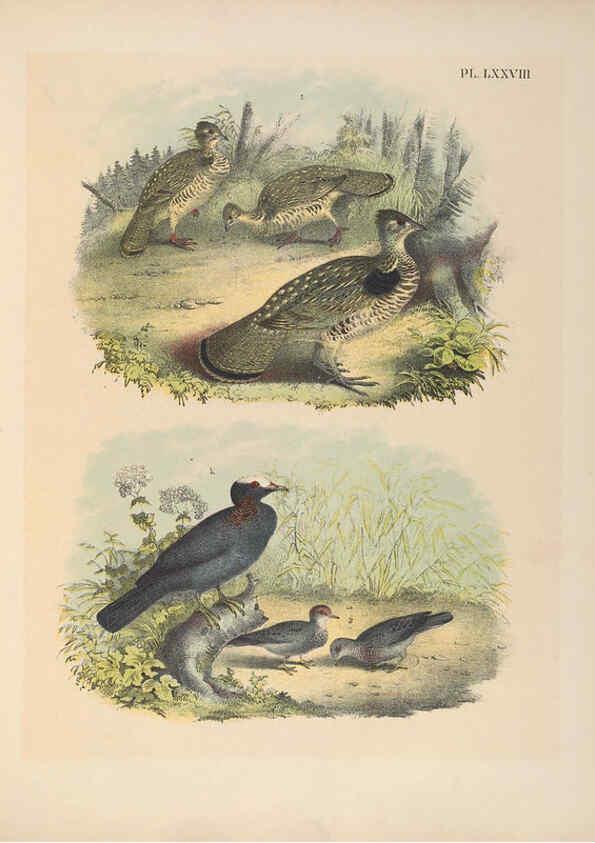 Reproducción/Reproduction 6022708188: The birds of North America New York :Published under the auspices of the Natural Science Association of America,1903