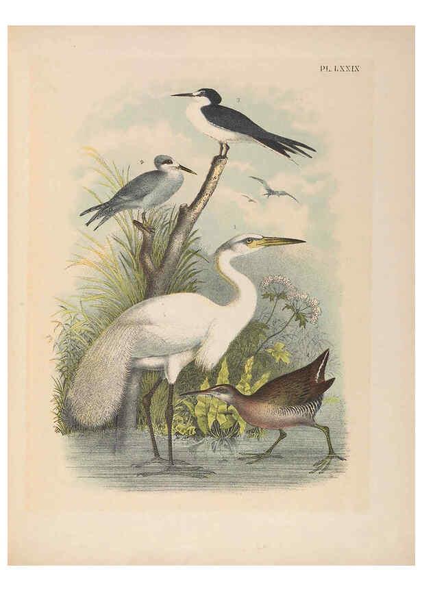 Reproducción/Reproduction 6022151457: The birds of North America New York :Published under the auspices of the Natural Science Association of America,1903