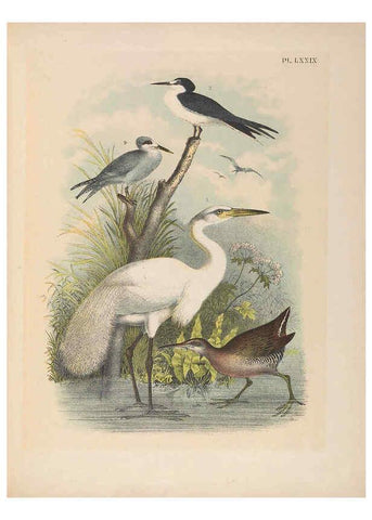 Reproducción/Reproduction 6022151457: The birds of North America New York :Published under the auspices of the Natural Science Association of America,1903