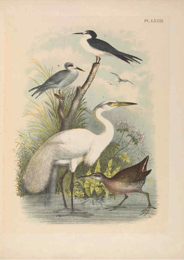Reproducción/Reproduction 6022151457: The birds of North America New York :Published under the auspices of the Natural Science Association of America,1903