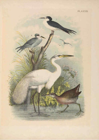 Reproducción/Reproduction 6022151457: The birds of North America New York :Published under the auspices of the Natural Science Association of America,1903