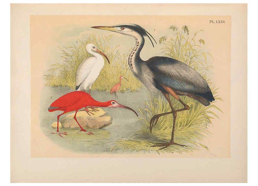 Reproducción/Reproduction 6022151897: The birds of North America New York :Published under the auspices of the Natural Science Association of America,1903