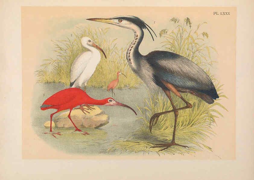 Reproducción/Reproduction 6022151897: The birds of North America New York :Published under the auspices of the Natural Science Association of America,1903