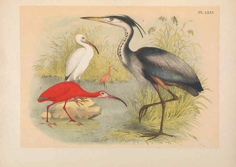 Reproducción/Reproduction 6022151897: The birds of North America New York :Published under the auspices of the Natural Science Association of America,1903