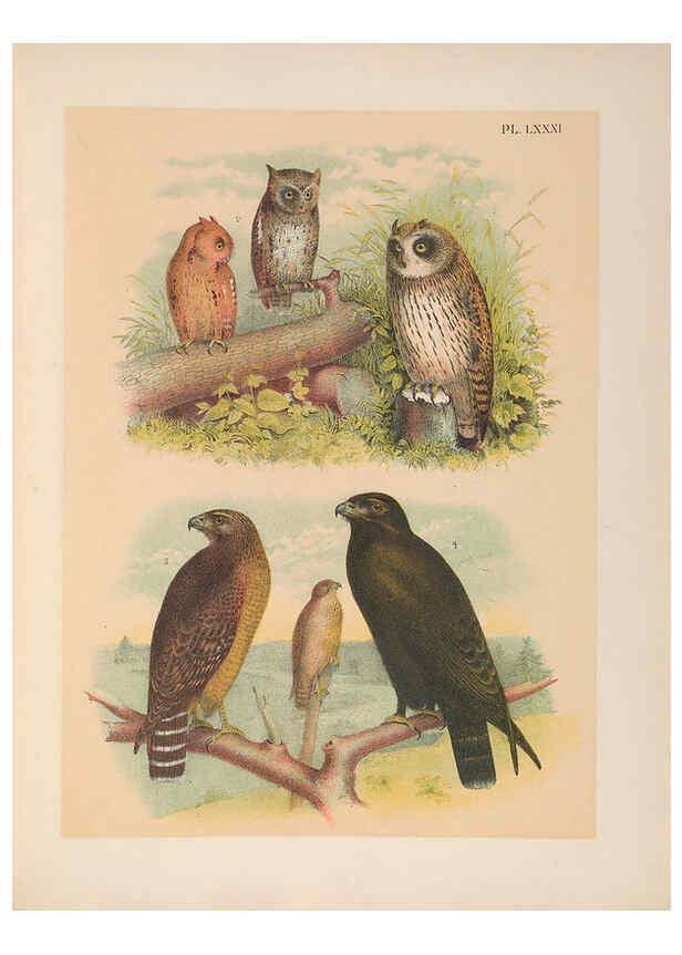 Reproducción/Reproduction 6022709112: The birds of North America New York :Published under the auspices of the Natural Science Association of America,1903
