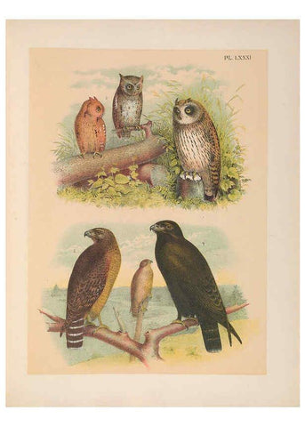 Reproducción/Reproduction 6022709112: The birds of North America New York :Published under the auspices of the Natural Science Association of America,1903