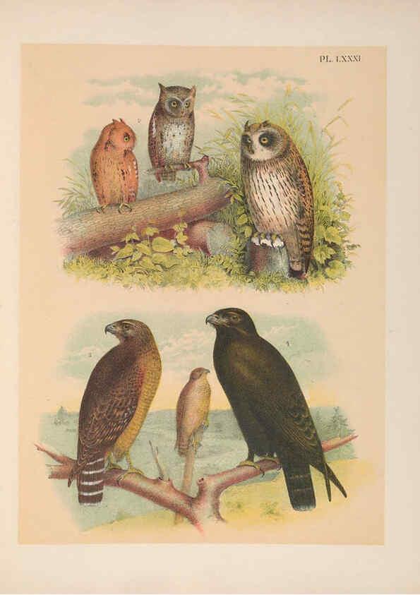 Reproducción/Reproduction 6022709112: The birds of North America New York :Published under the auspices of the Natural Science Association of America,1903